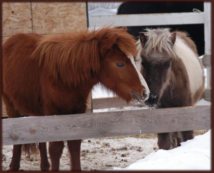 Les Poneys