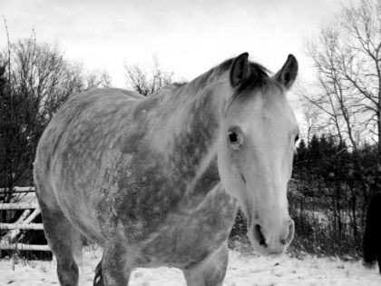 Sir Lancelot.