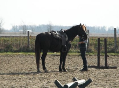 Une autre photo de Whisper lors de son débourrage