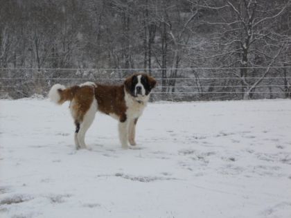 Première neige pour Galen (8 mois)