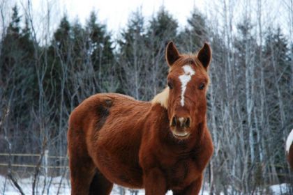 ma recrue :) Rebelicious Guy :) futurité 2014 en plaisance :)