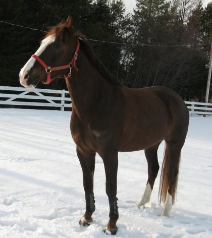 Cheval dans la neige