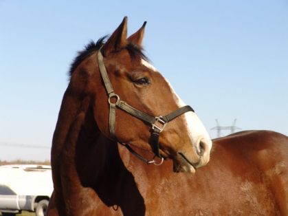 Je vous présente mon cheval Riverdance