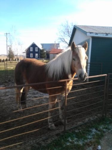 MAEVA, JUMENT HAFLINGER ENR. 6 ans 