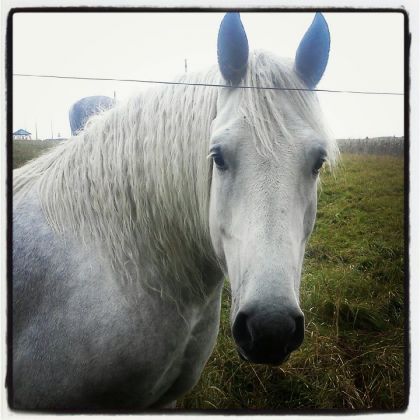 Tom pour les intimes :) Andalou X Belge 7 ans 