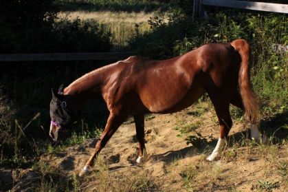 Ma doudoune dans son paddock cet &eacute;t&eacute;... elle adorait monter et...
