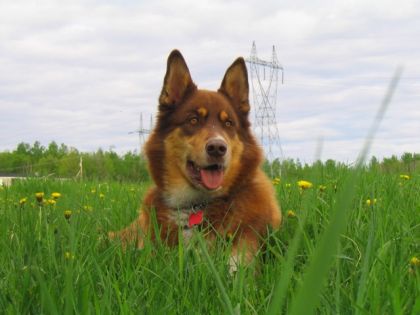 Je vous présente pantoufle, le chien de mon amie