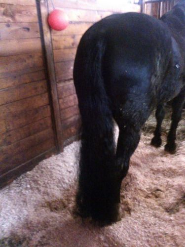 La Queue De Lucky Apres Avoir Couper ! Superbe !
