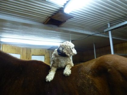 Ma grosse crotte poilue avait envie de monter à cheval ahah