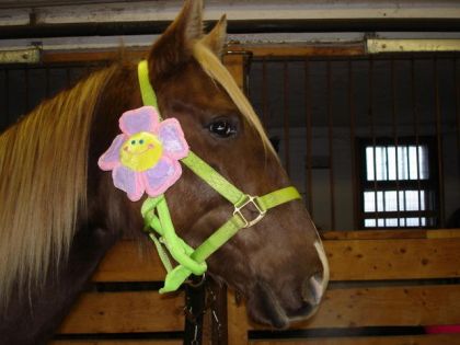 Tête d'un cheval avec licou vert et fleur