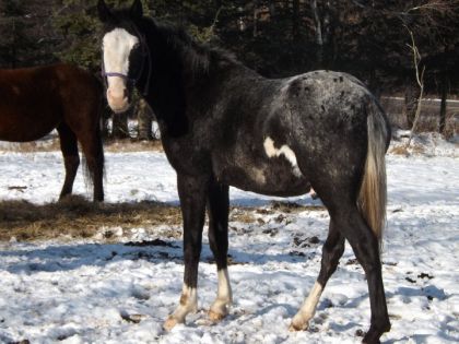 encore une belle photo de Saphir, notre poulain qui était...