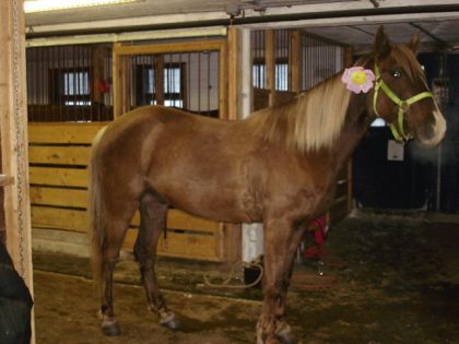 cheval dans l'écurie