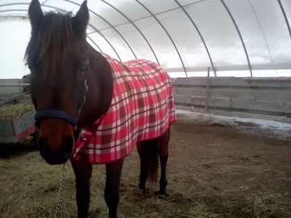 Dallas et son nouveau pijama :)
