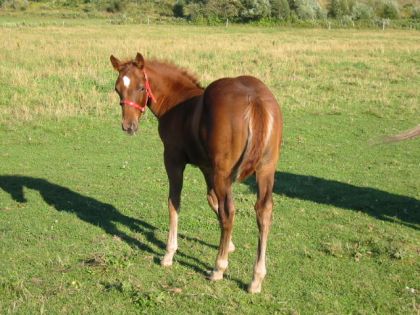 Challenge - Quarter horse (2 mois)