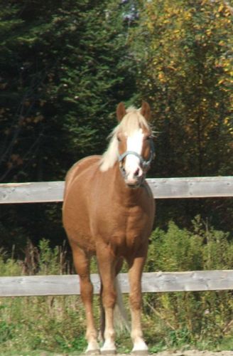 l&agrave; dessus, il a l'air d'&ecirc;tre un cheval je trouve...un grand...