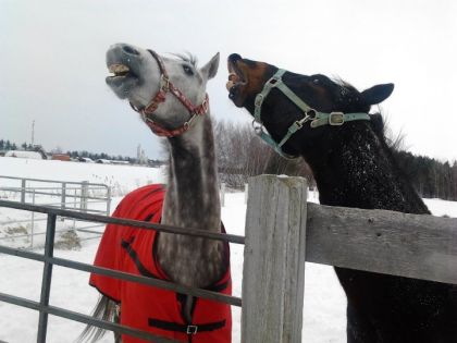 Stoli et Jack chantent noël ahahahah :p 