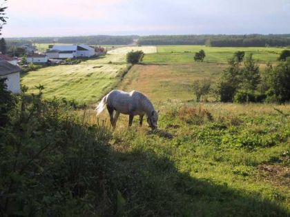 Cheval au paturage