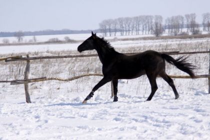 Hier soir, avant la tempête ! Easy Go'Boy . Stud Quarter-Horse 2...
