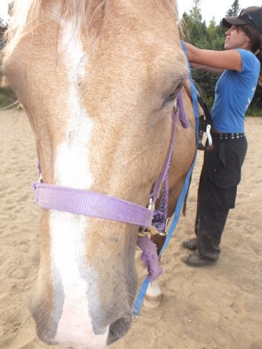 Lolita , jument de cours , parfaite jument , qui se detent <3...