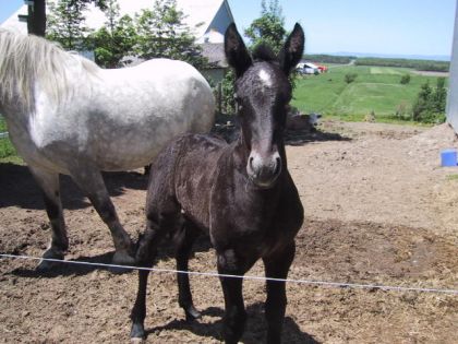 Jenny - Percheron à 2 semaines