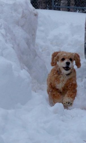 Grosse toutoune des neiges 