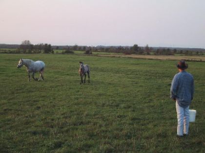 Jenny et sa maman - Percheron à 3 mois