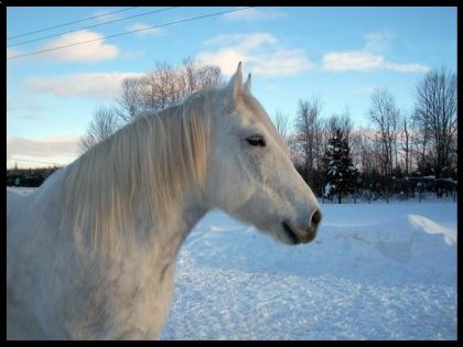 Silver attend patiament le retour de Brazile qui est partie en...