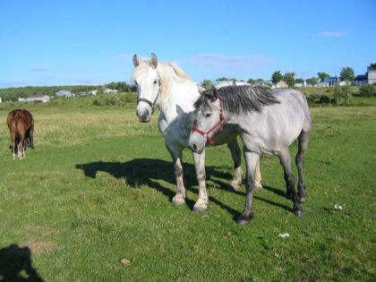 Jenny - Percheron à 14 mois (toute une croissance)
