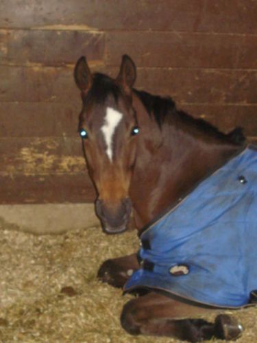 Remington coucher dans son box!