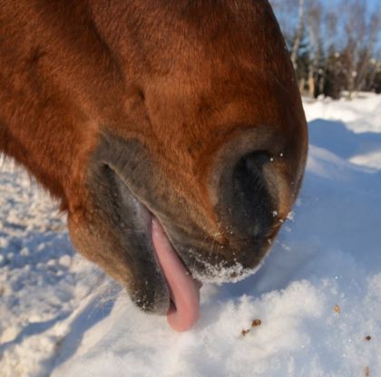 Miam, de la neige! Phénix, janvier 2013