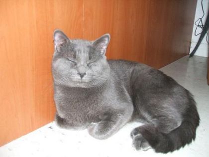 Gros smile Junior! c'est drole les faces que les animaux peuvent...