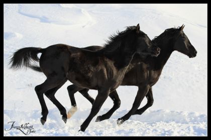 Moïka et Kayla, aujourd'hui.  :-)