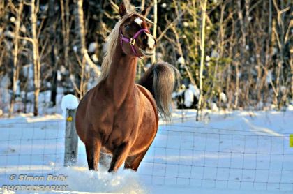 Mali qui court dans la neige :-) petite face expressive