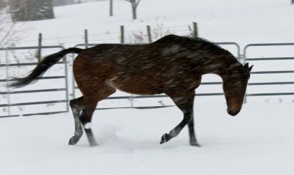 photo par TinTin Mon cheval durant une scéance en liberté, qui s'est révélée...