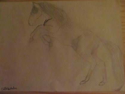 dessin que j'ai fais d'un cheval avec une griffe d'ourse dans...