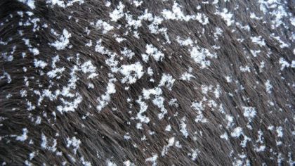 De beau flocons tout frais sur mon Perceval