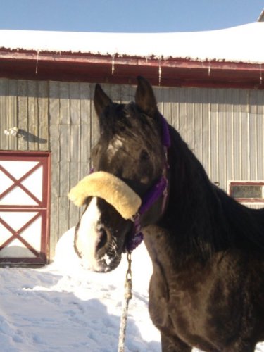 Lucky aux Écurie Mylene Giroux !