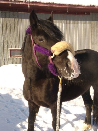 Lucky aux Écurie Mylene Giroux !