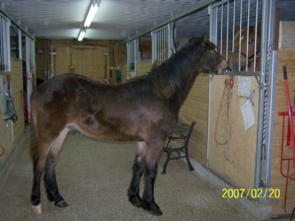 Cheval de 1 an dans l'écurie