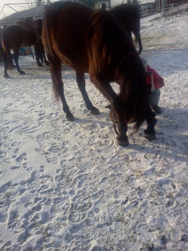 Dallas ou le cheval le moins flexible au monde
