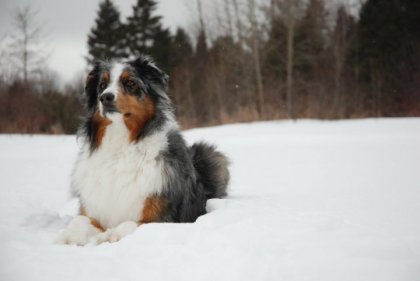 Shado, mon berger australien