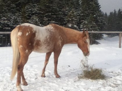 photo par passion31 In thé snow!