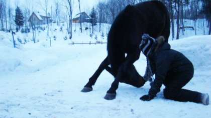 Demandez &agrave; un cheval de s'incliner, mais pourquoi le ferait-il,...