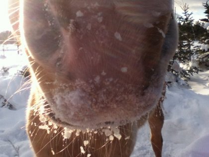 Sa marboulette de neige! lol