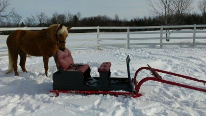 Après un effort incroyable pour emmener la sleigh dans le ring...