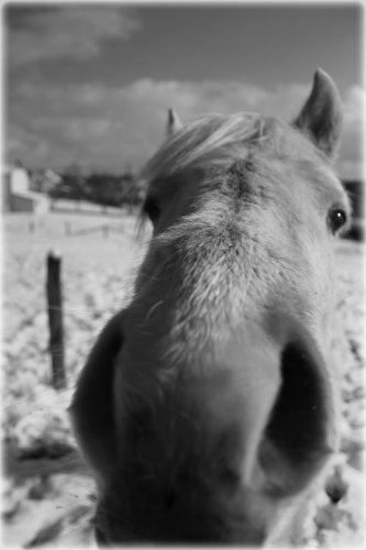 Aril et son gros nez