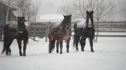 Whisper, Rumba et Jennie