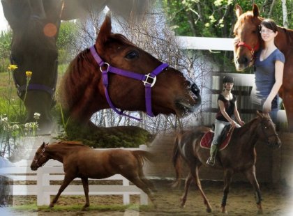 Un montage de photos datant de 2011, 2012 et 2013 !