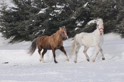 Mon poney <3