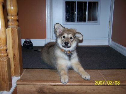 mon bébé chien Flicka!